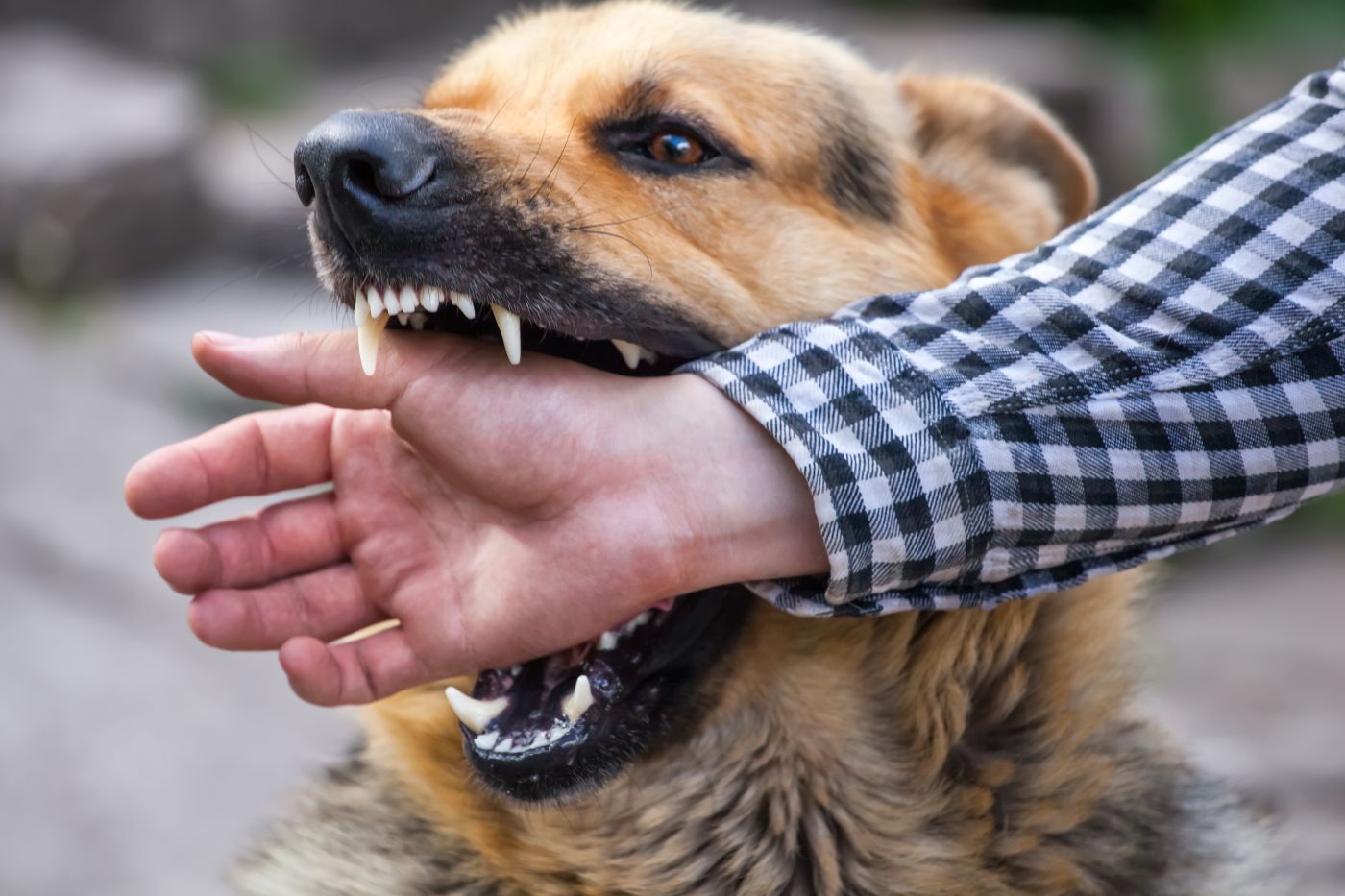 German Shepherd bites a man hand