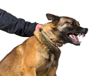 Large dog being held by its collar