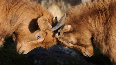 Two animals pressing their horns together