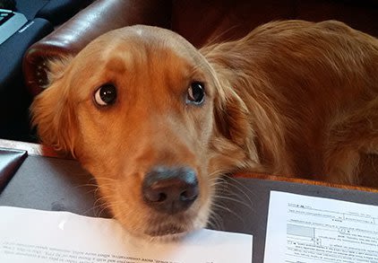 Dog named Daisy