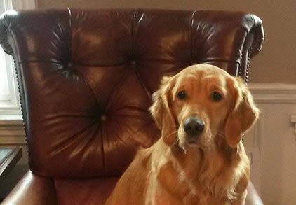 Dog named Penny