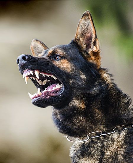 agressive-german-sheperd-showing-teeth