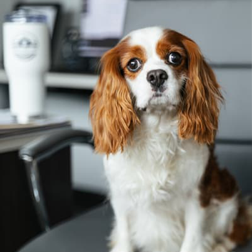 Westley Grover Chief Culture Officer