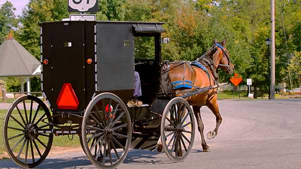 Amish Buggy