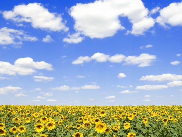Sunflower Field