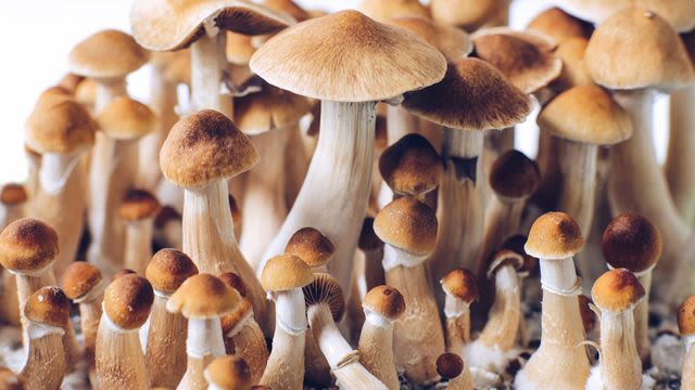 Magic Mushrooms