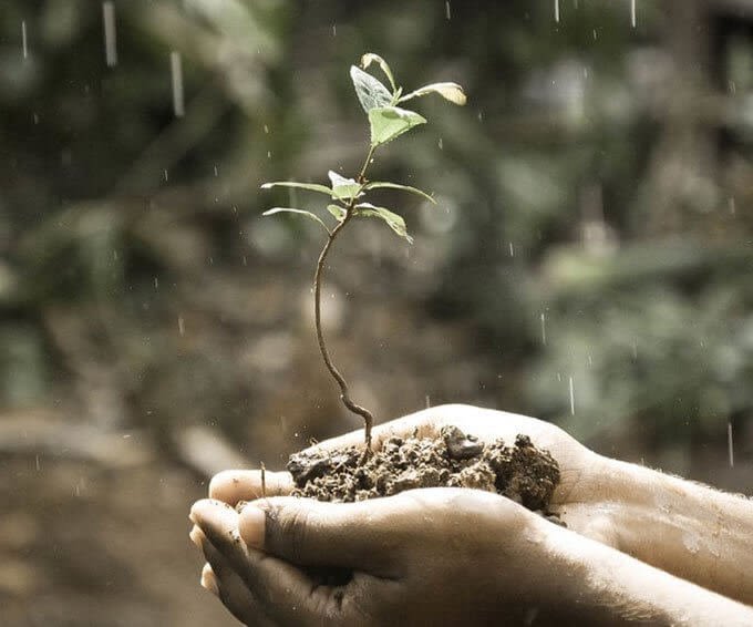 Hands Holding a Tree