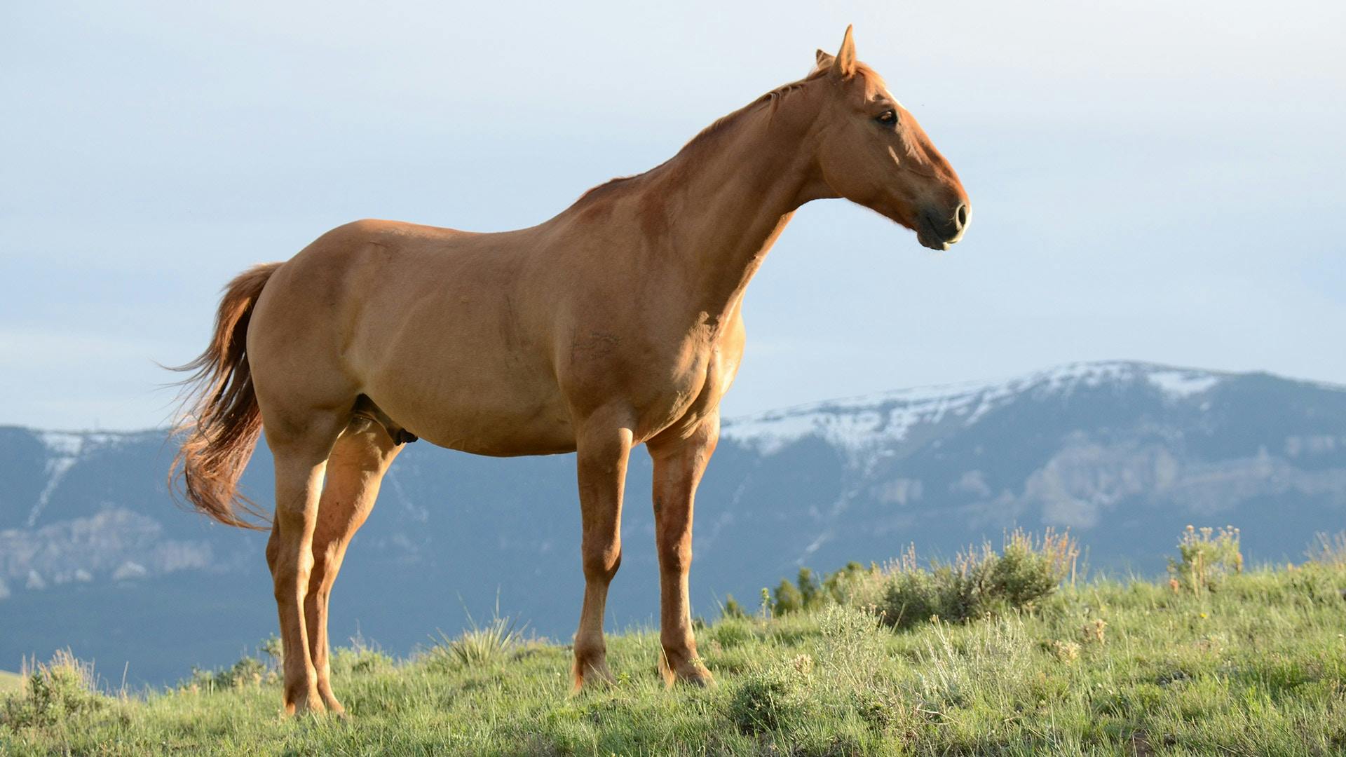 Horses at a Wyoming ranch with mountains