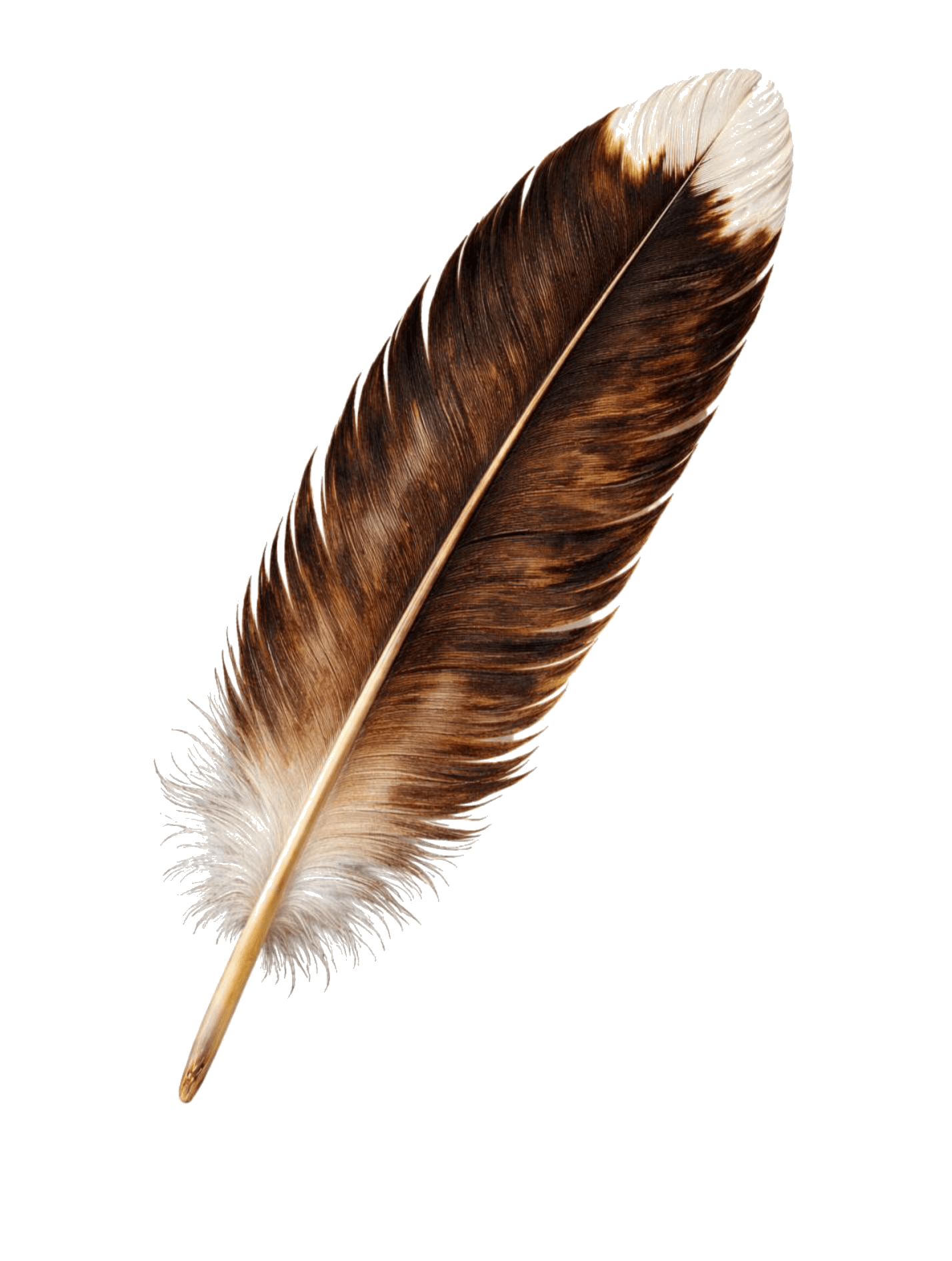 Eagles Feather