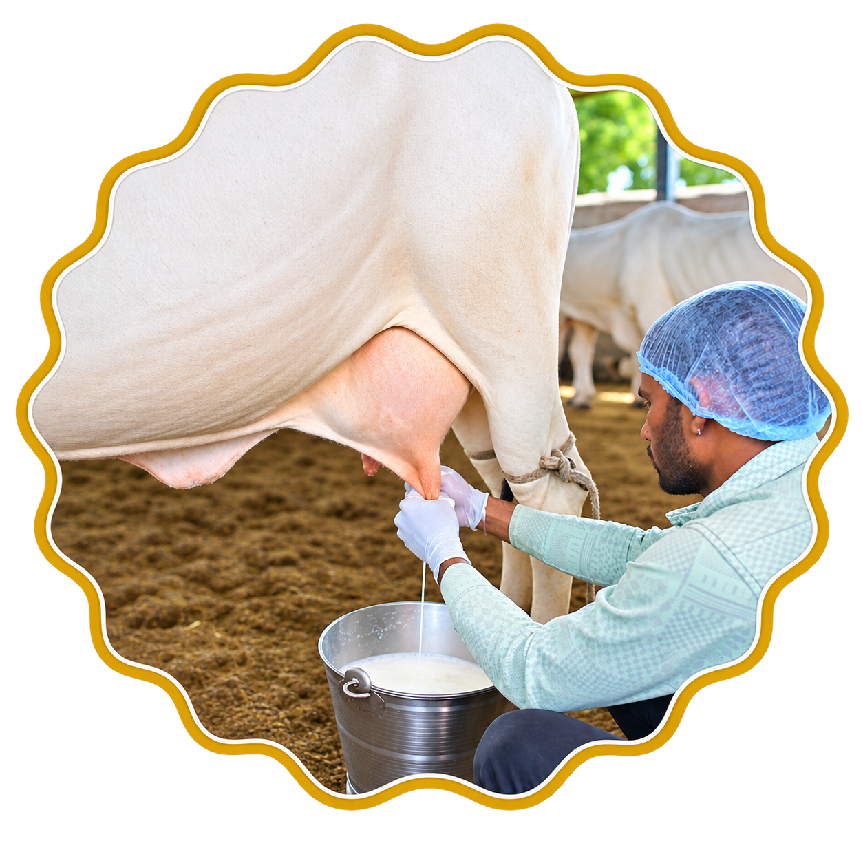 Milking with care