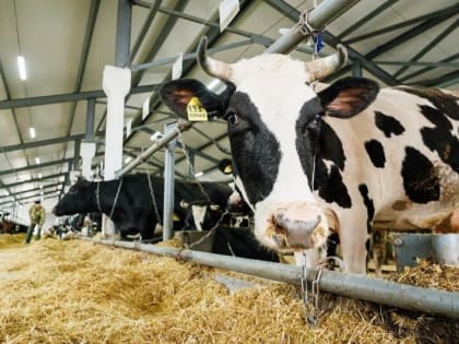 В Свердловской области начинающие фермеры получат гранты от государства в размере от 5 до 7 млн рублей