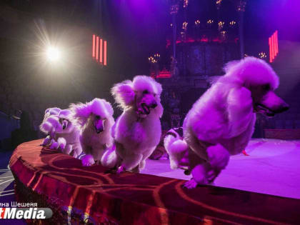 «Королевский цирк» Гии Эрадзе покажет в Екатеринбурге несколько новых трюков