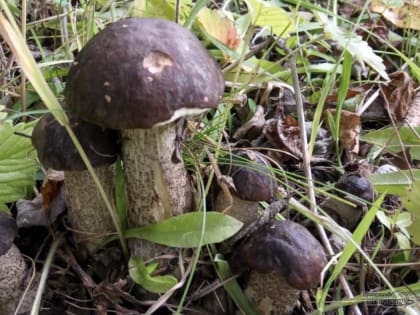 Первый случай отравления грибами зафиксирован в Свердловской области