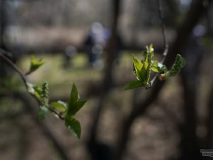 В Екатеринбурге назвали главную проблему озеленения улиц