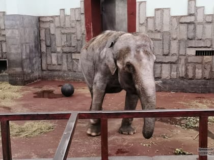 Екатеринбургский зоопарк рабочему по уходу за животными готов предоставить жильё