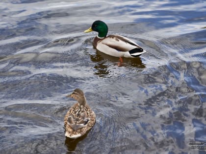 В дендрарии на Первомайской в Екатеринбурге благоустроят водоёмы