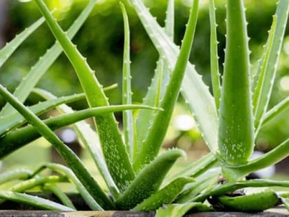 «Скорая помощь» с подоконника