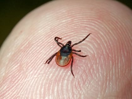 В детскую больницу Первоуральска поступила вакцина Клещ-Э-Вак 