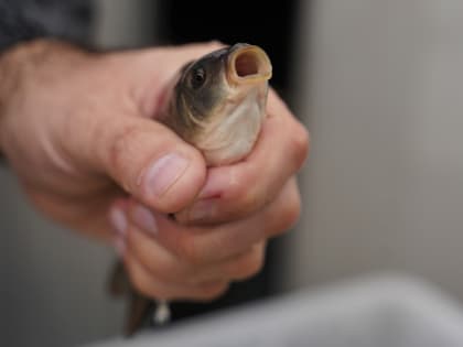 Компания «Золотая рыбка» планирует разводить мальков ценных пород в Екатеринбурге