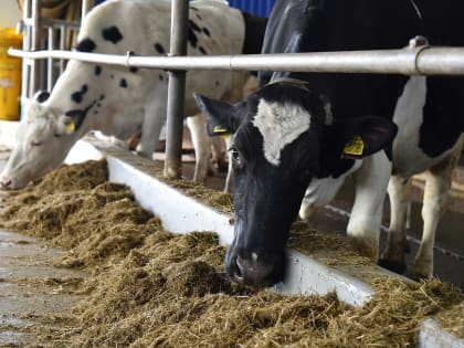 Сельхозпроизводители Свердловской области могут претендовать на гранты и субсидии до 10 миллионов рублей