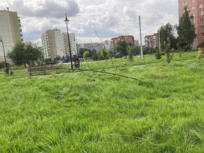 Челябинские активисты сообщили о гибели деревьев в Семейном сквере
