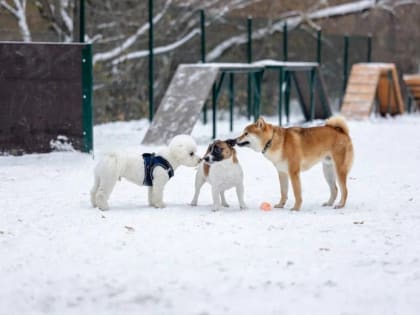 В Екатеринбурге вместо нелегальной парковки построили площадку для выгула собак