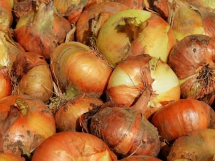 В Свердловской области цены на лук взлетели до 45 рублей