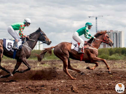 Коня за 10 миллионов долларов украли у главы Чечни