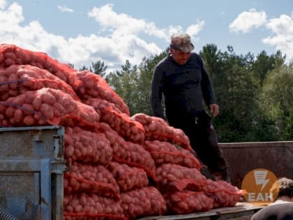 Картофель резко подорожал в Свердловской области