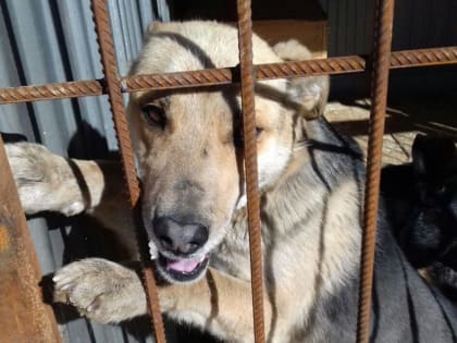 Власти заключили договор на отлов бездомных собак