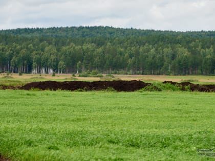 Более 30 миллионов клещей и насекомых поступило в Свердловскую область