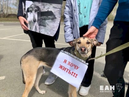 Противники эвтаназии животных в Челябинске выступили с заявлением