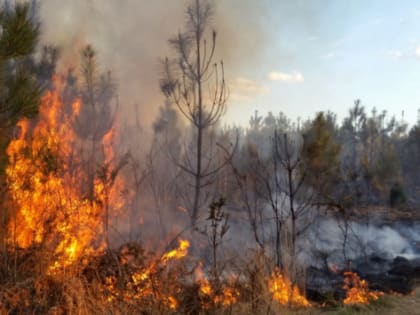 В Свердловской области на борьбу с лесными пожарами потратят 384 млн рублей