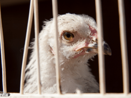 В Японии из-за вспышки птичьего гриппа уничтожат 100 тысяч кур