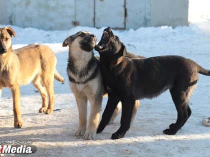 СК начал проверку в Березовском по факту нападения собак на ребенка