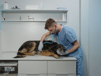 Как часто домашних животных нужно водить к ветеринару?