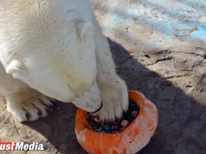Санкции не повлияли на питание животных в Екатеринбургском зоопарке
