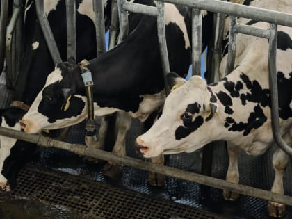 СОФПП поможет сельхозпроизводителям получить до 10 млн рублей