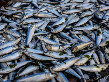 Селедка: какие ценные вещества содержит и кому полезен этот продукт