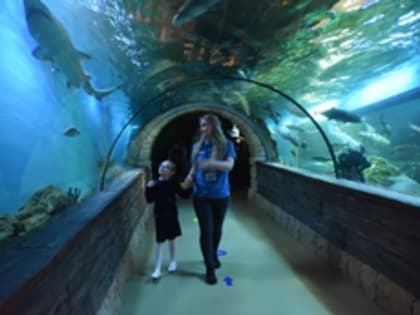 Члены свердловского правительства подарили детям купание с дельфином, планшеты, велосипед и батут