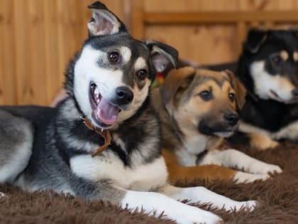 Прокуратура спустила собак на администрацию