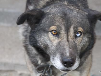В Екатеринбурге зафиксирован случай бешенства в районе ВИЗа