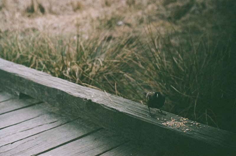 Portfolio image 19 for On Film