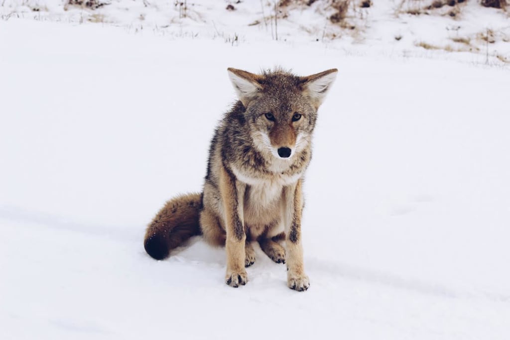 Por Qué el coyote debería haber denunciado a ACME