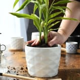 use potting soil for indoor plants