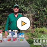 How to care for Fruit Trees