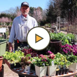 Cool Weather Herbs & Vegetables with Decker's Nursery