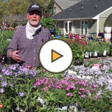 Sun and Shade Perennials on display now at Decker's Nursery