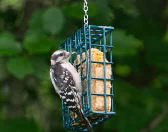 Feeding Birds: a Quick Guide to Seed Types