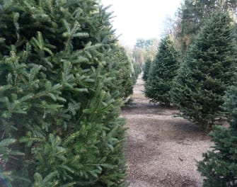 How To Pick The Perfect Fresh Christmas Tree